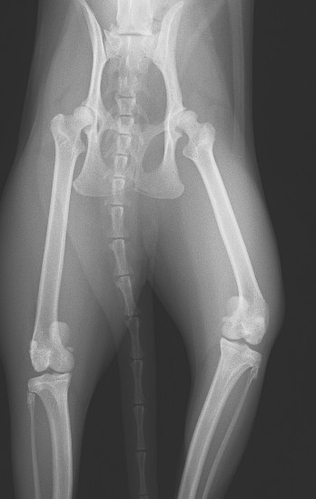 k.筋・骨・関節疾患 | 院長ブログ